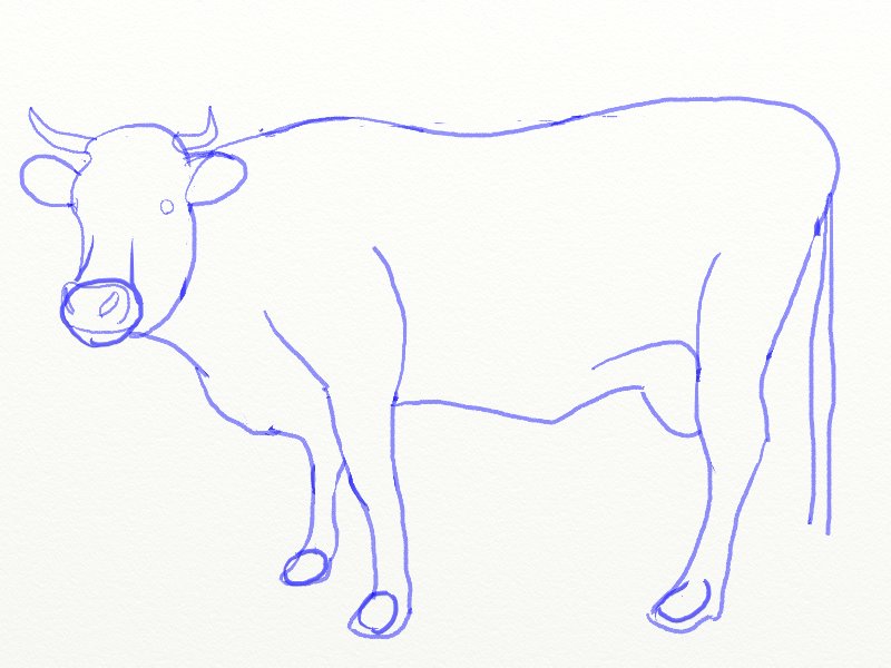 800x600 How To Draw A Cow