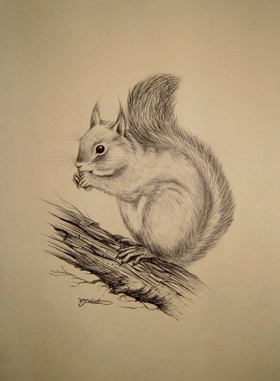 570x774 Ardilla Dibujos De Grafito Draw, Squirrel And Sketches