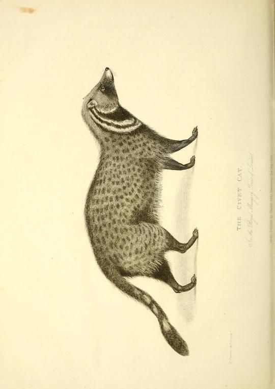 540x762 18 Best Felidae Images On Animal Illustrations