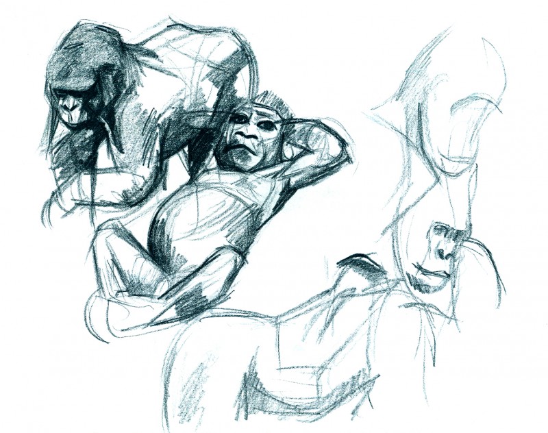 800x632 What's On Current Amp Future Events Illustrating The Animal