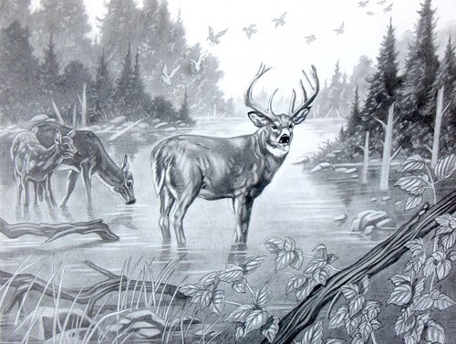 500x377 Pics For Gt Deer Pencil Sketch Animal Art Animal