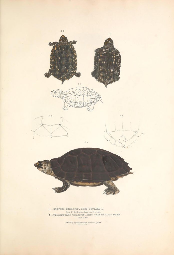 698x1024 Old Print Art Beautiful Vintage Animal Drawings