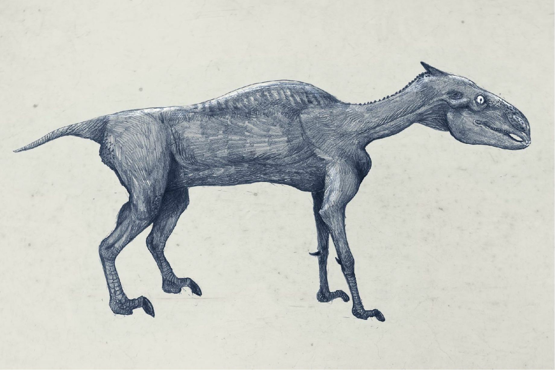 1840x1227 Animal Skeletons Drawn Like Dinosaurs