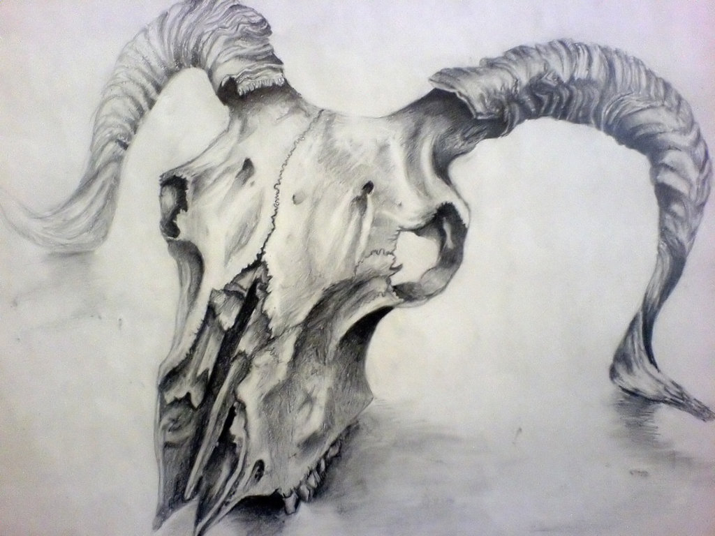 1024x768 Sheep Skull Drawing By ~louisa911 On Heart Art