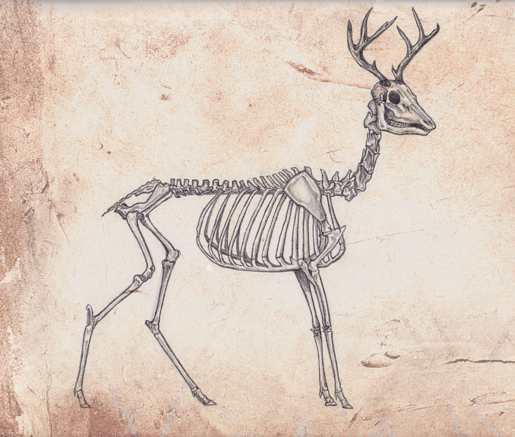 1024x869 Skeleton Deer