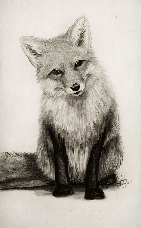 550x890 Photos Animal Drawings,