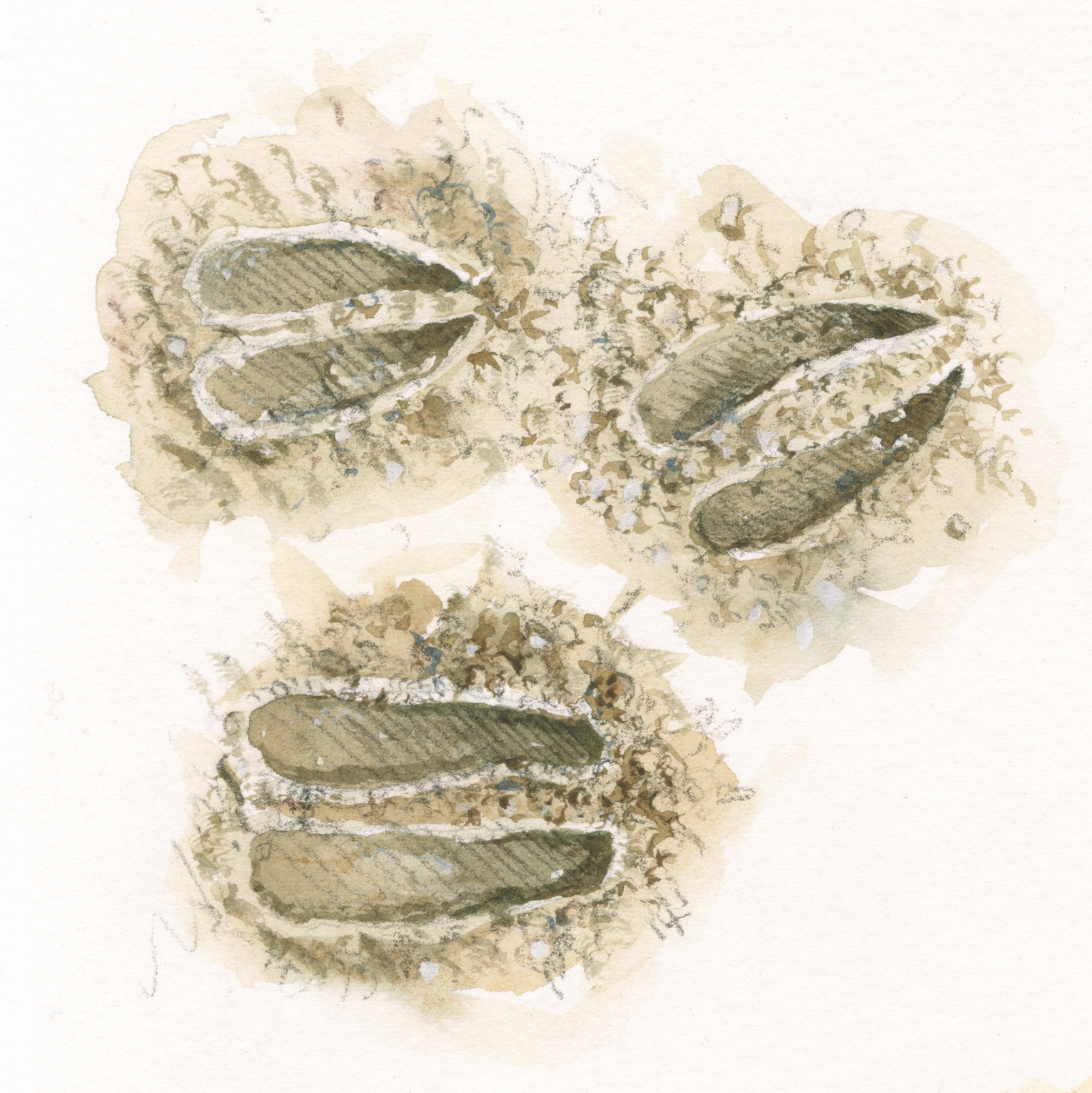 1530x1531 Winter Animal Tracks