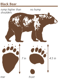 201x273 Drawings Of Black Bear Tracks Npr Black Bear Drawing And Tracks