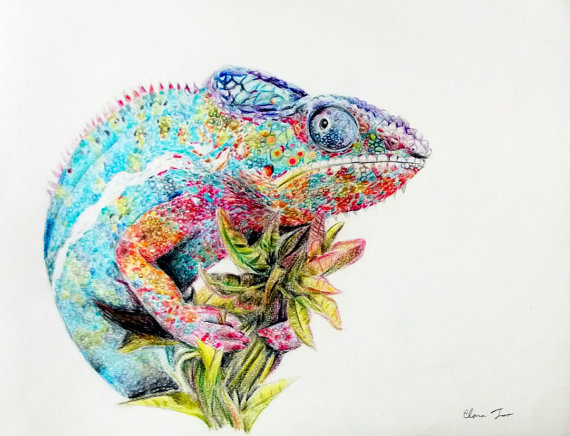 570x436 Colored Pencil Drawing Chameleon Original Animal By Naturedrawings