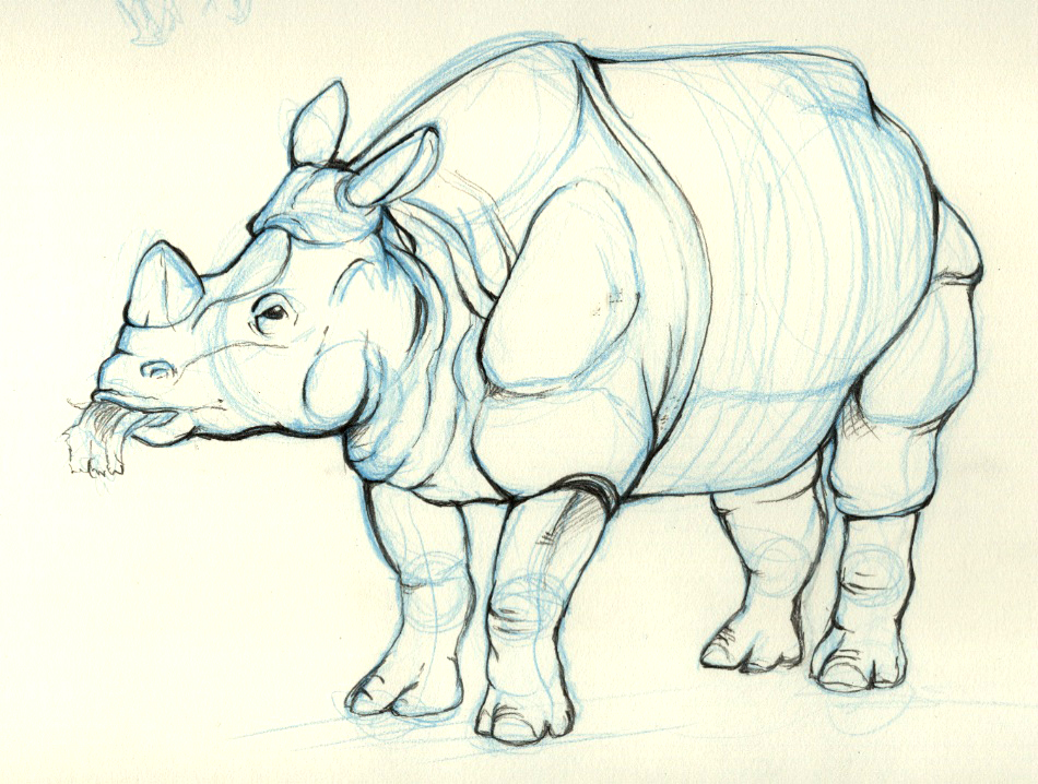 950x718 Rhino Animal Drawing 1 By Jermmgirl