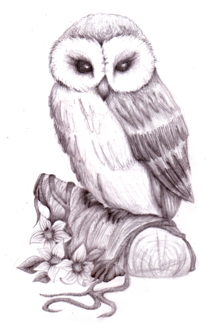 900x1338 Pencil Art Gallery Pencil Drawings Of Animals Owl Pencil Sketch