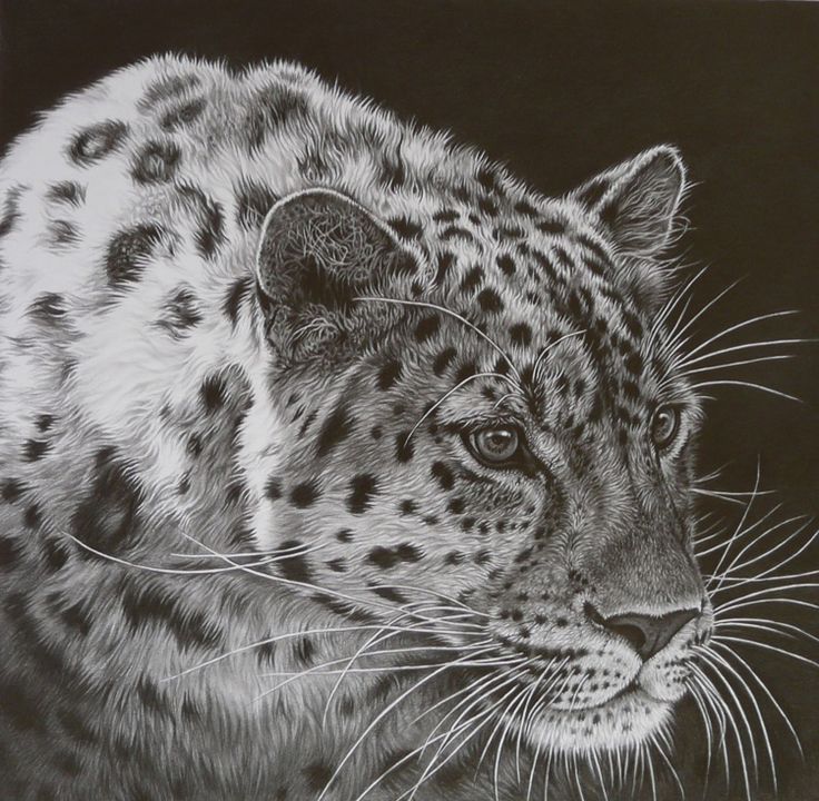 736x720 Pin By Gina Hollomon On Snow Leopard Art Drawings