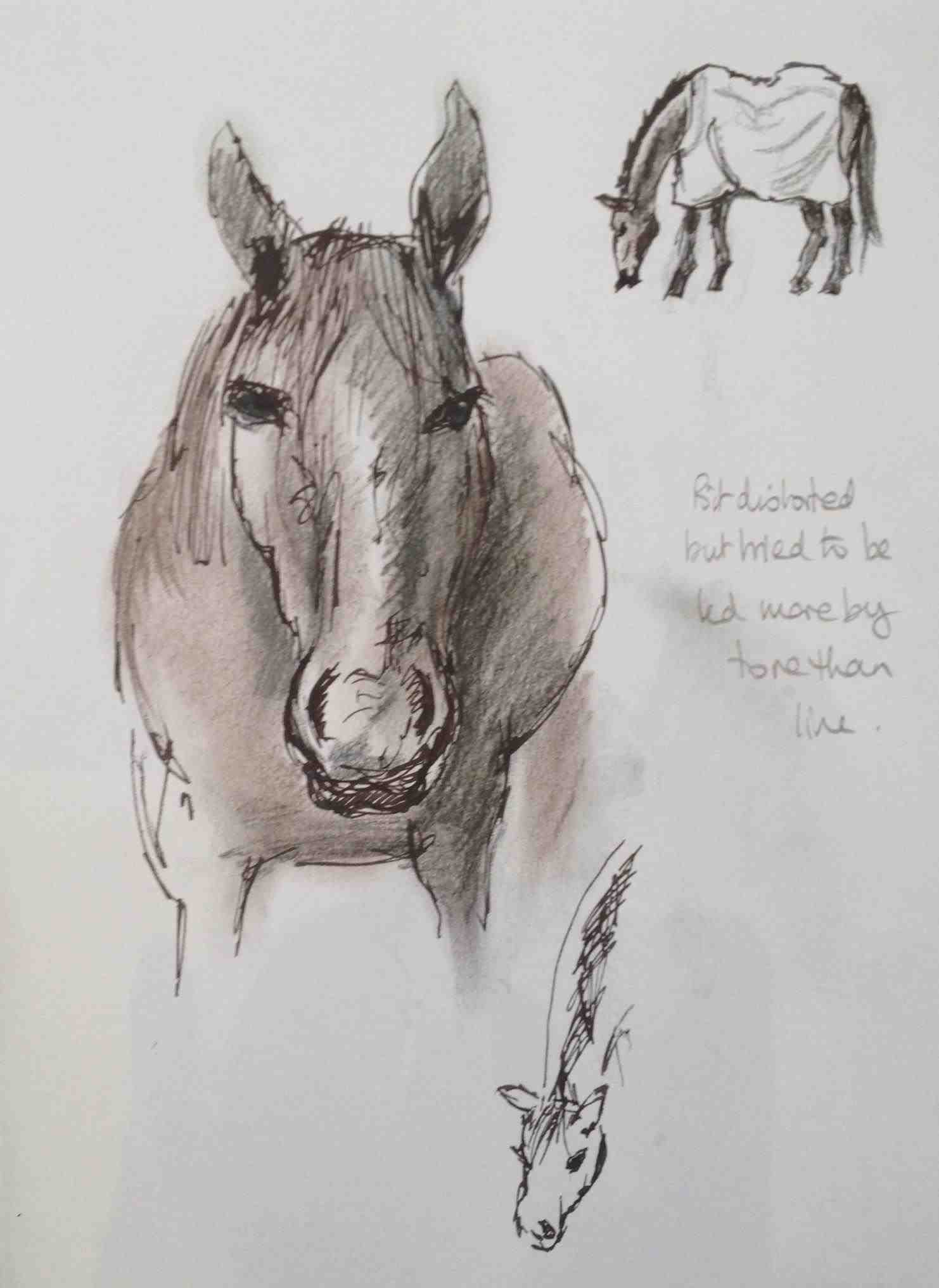 1482x2032 The Images Collection Of Pencil Drawing Hard Drawings Of Animals