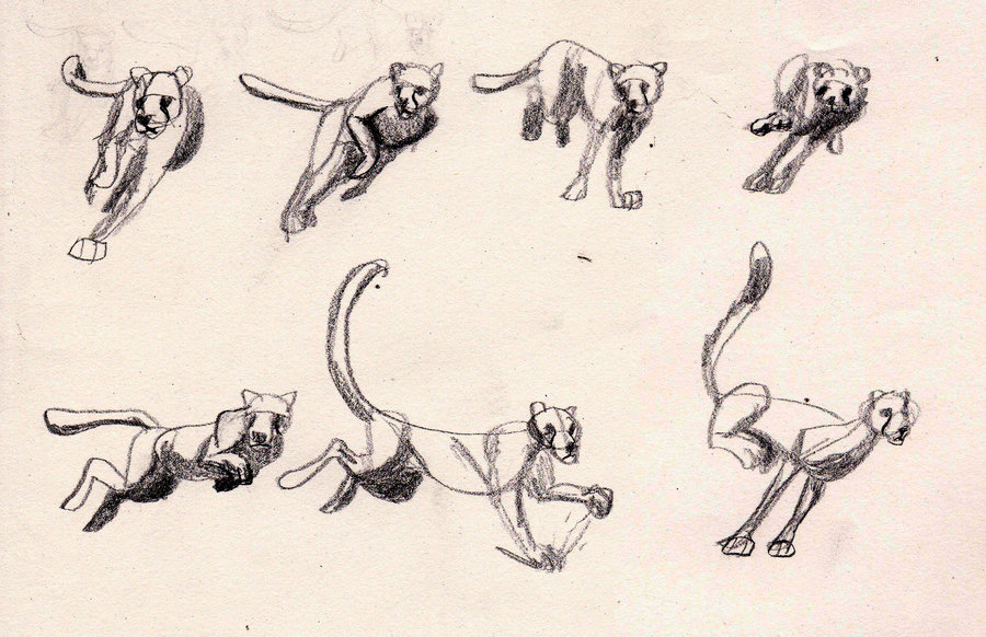 900x582 Animal Drawing