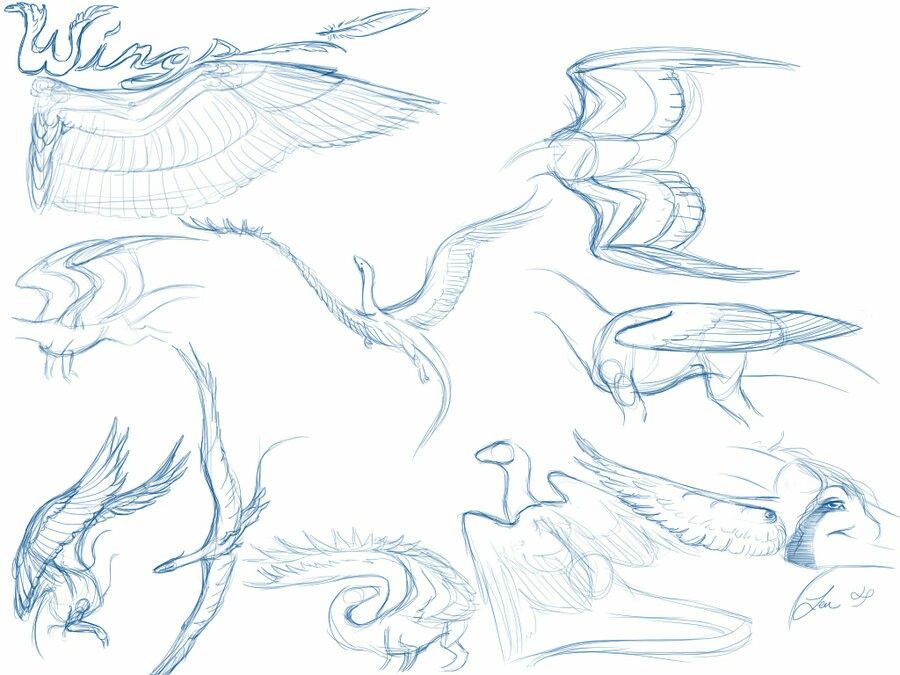 900x675 Wings, Text, Dragon How To Draw Mangaanime How To Draw Manga