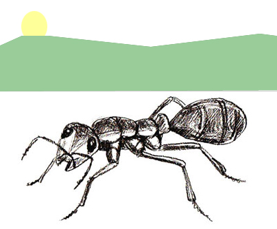 404x333 How To Draw An Ant