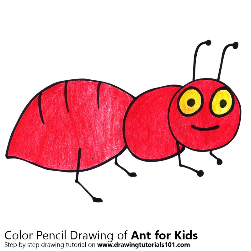 800x800 Learn How To Draw An Ant For Kids (Animals For Kids) Step By Step