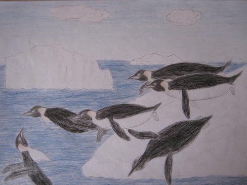 500x375 Drawing Images A Picture From Antarctica Wallpaper And Background