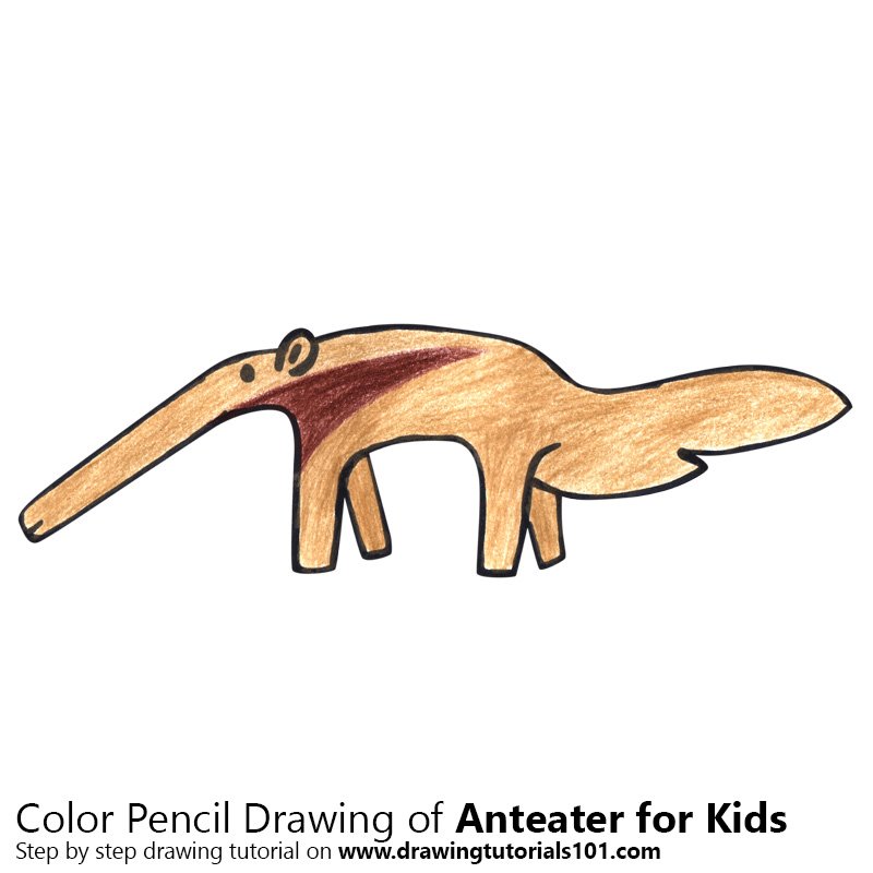 800x800 Learn How To Draw Boat An Anteater For Kids (Animals For Kids