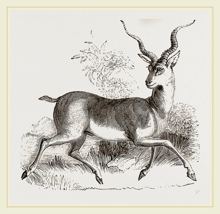 900x875 Indian Antelope Drawing By Litz Collection