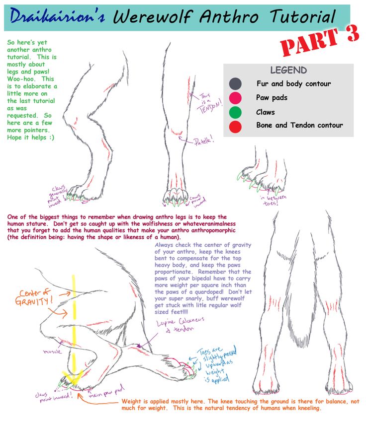 736x860 37 Best Furryanthro Tutorials Images On Drawing