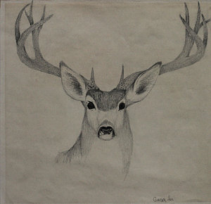 300x290 Deer Antler Drawings