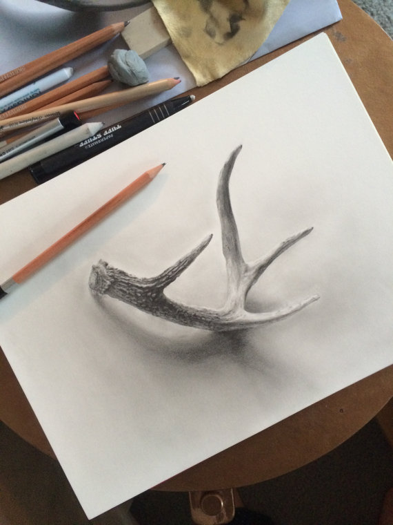 570x760 Deer Antler Graphite Drawing Giclee Print