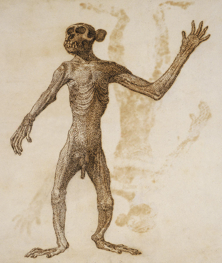 758x900 Monkey Standing, Anterior View Drawing By George Stubbs