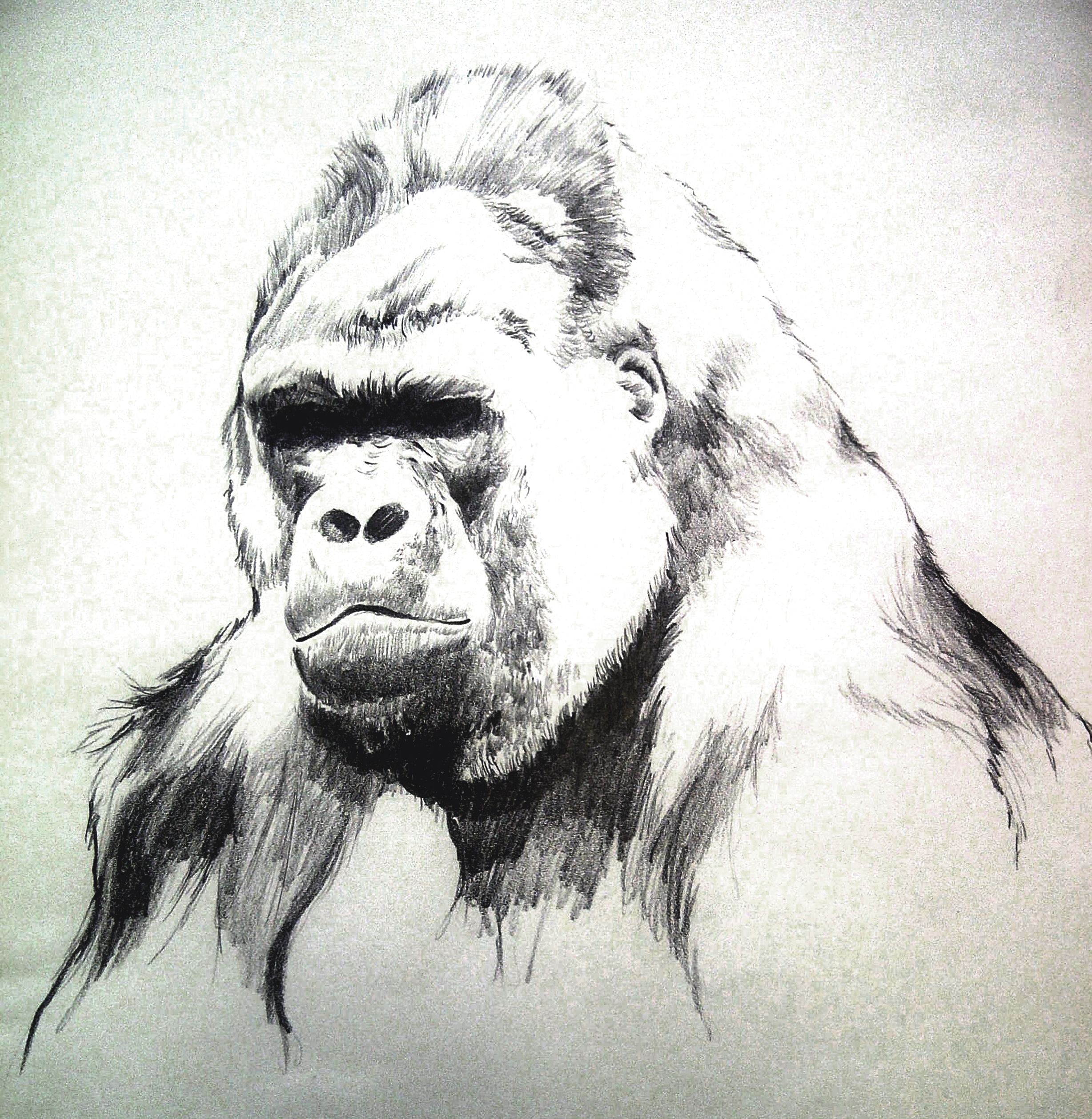 2456x2516 Drawings Of Gorillas In Journal Gorilla Drawing By Manu1
