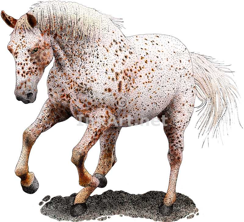 800x728 Free Pictures Of Appaloosa Horses Colors