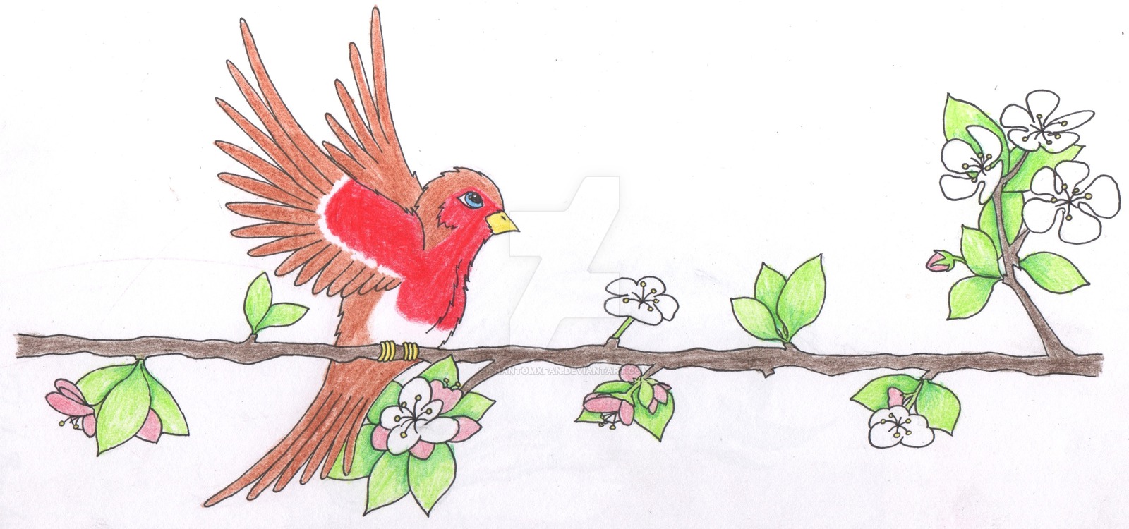 1600x750 Robin Apple Blossom Branch By Phantomxfan