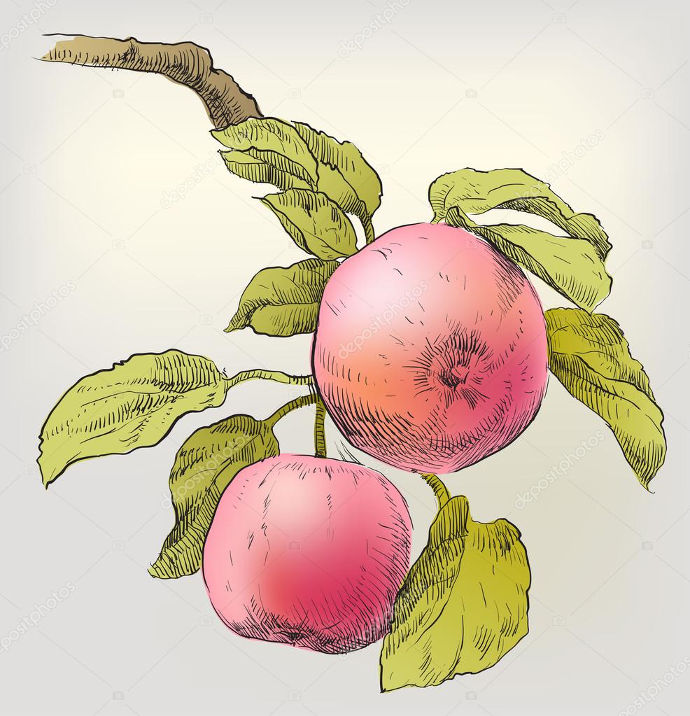 986x1023 Hand Drawing Apples On Apple Tree Branch Stock Vector