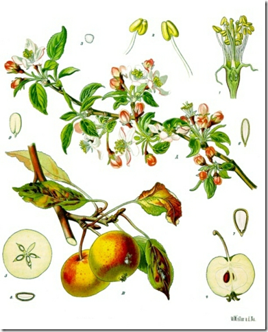 391x484 Wild Crab Apple Or Wild Apple