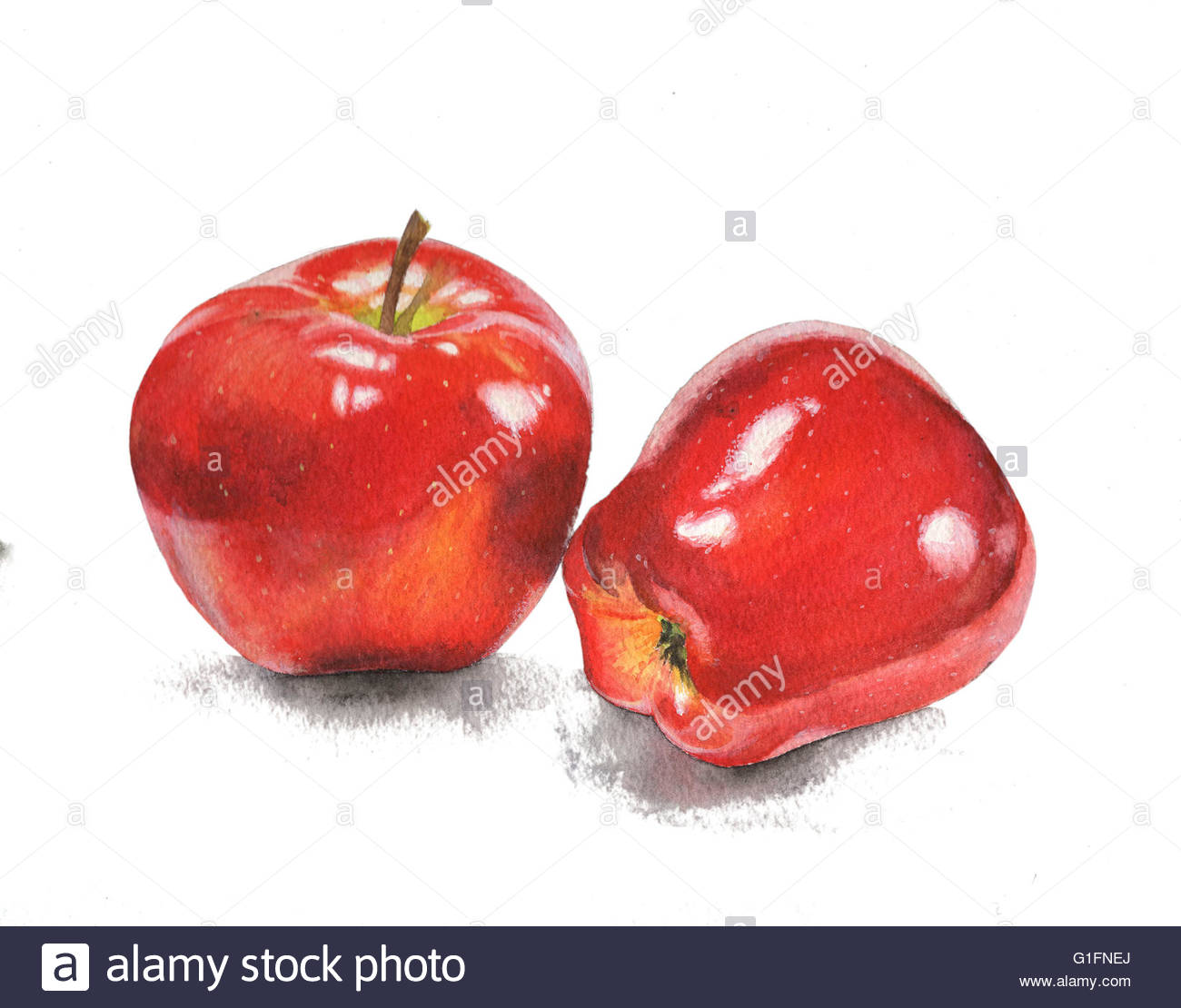 1300x1110 Watercolor Painting Illustration Isolated Apples Object Design