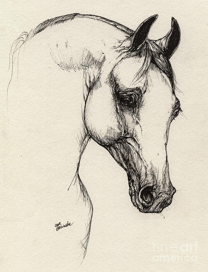 689x900 Arabian Horse Drawings Fine Art America