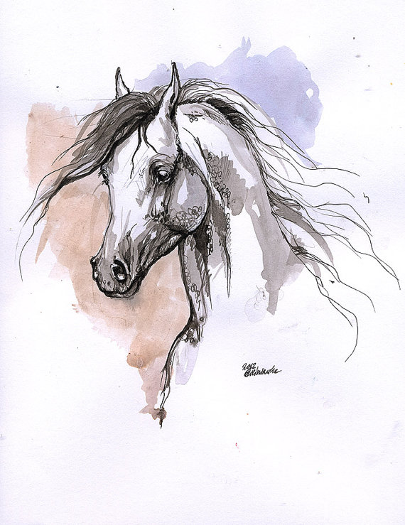 570x739 Arabian Horse Original Ink Drawing Ink Drawings, Horse And Drawings