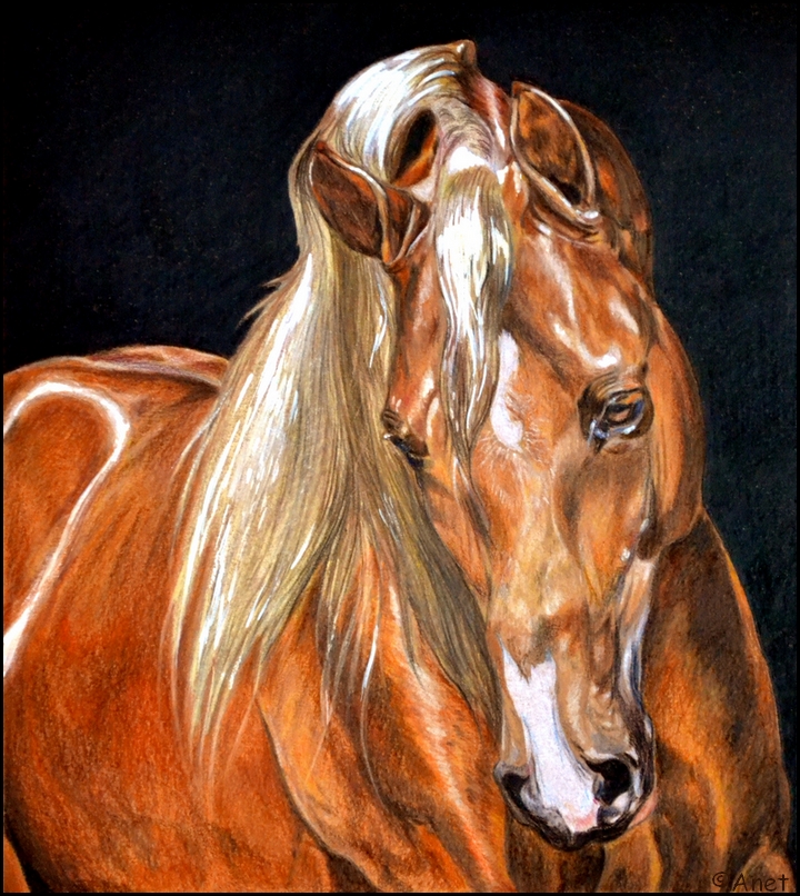 720x806 Drawing Arabian Horse By Ennete
