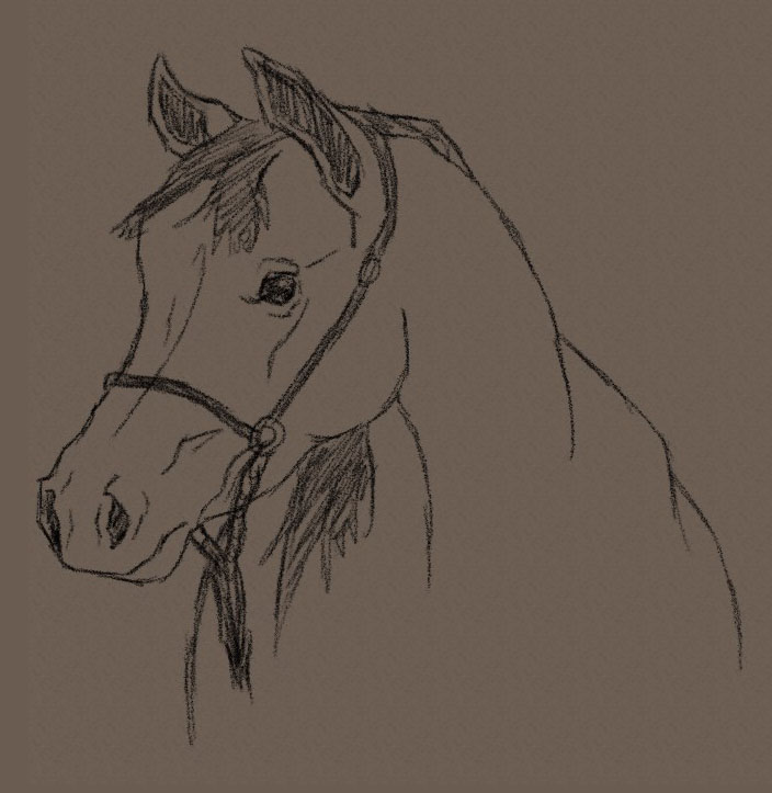 704x723 Savanna Williams How To Draw A Horse Head