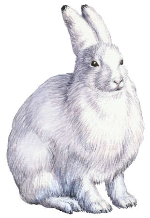 310x450 Stock Illustration