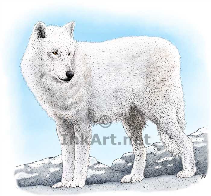 700x651 Arctic Wolf Stock Art Illustration