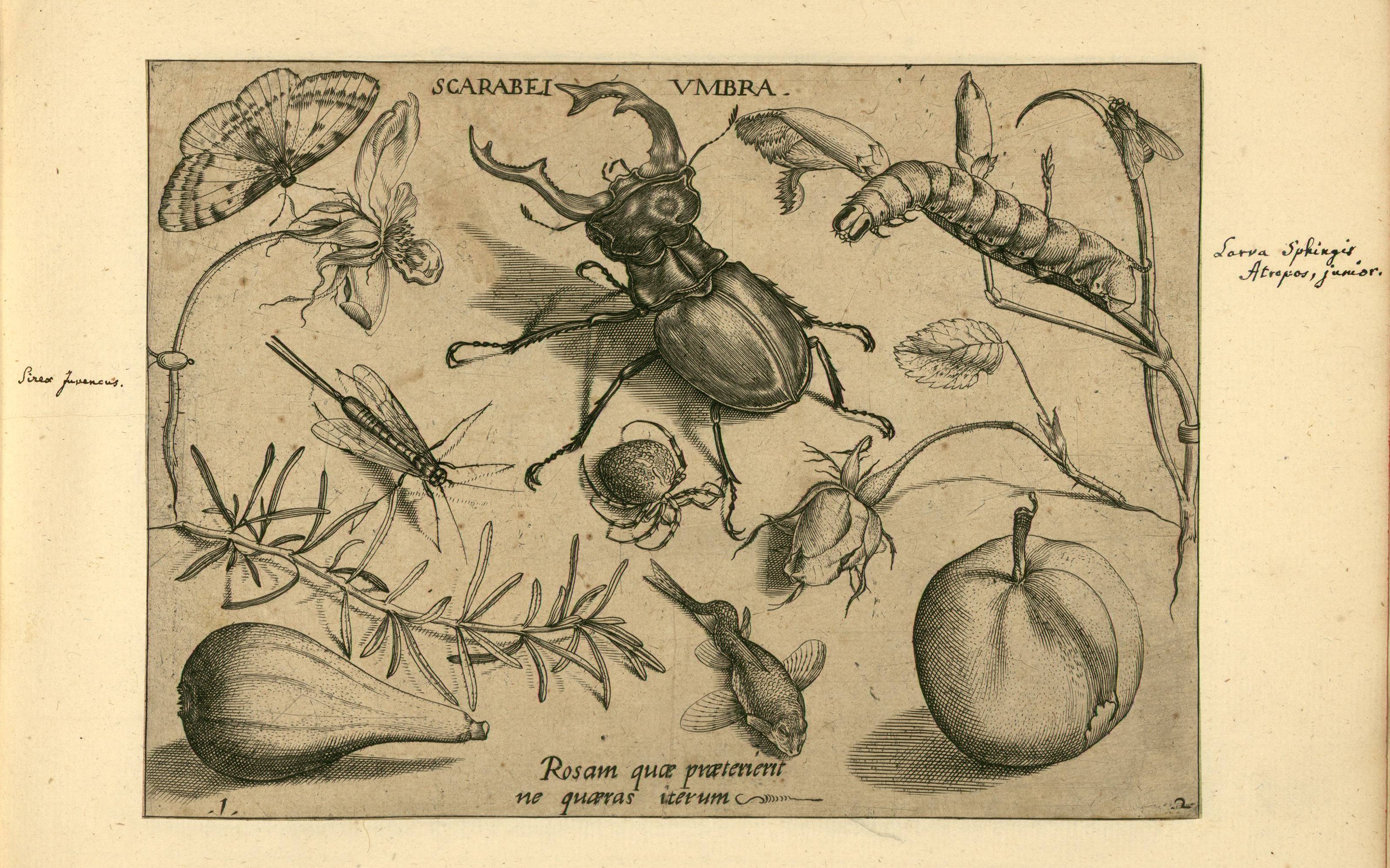 3216x2010 Ento. 101 Who(Ii) Aristotle To The End Of The 17th Century