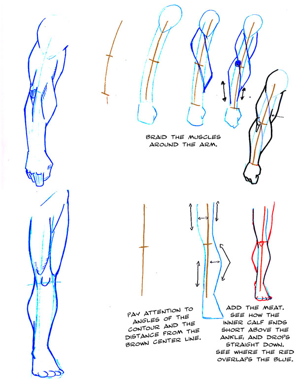 609x781 How To Draw Arms And Legs By Thirdpotato