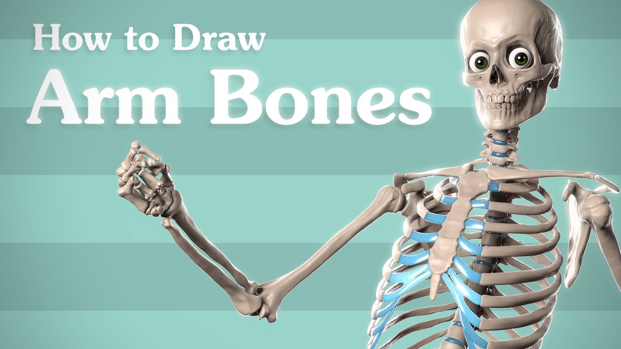 1280x720 Drawing Arm Bones