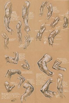 236x352 Drawing Art People Arms Draw Hand Human Anatomy Muscles Biceps