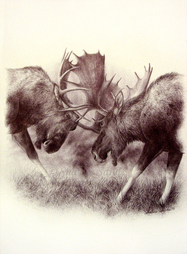 736x999 Gallery Wildlife Sketches,
