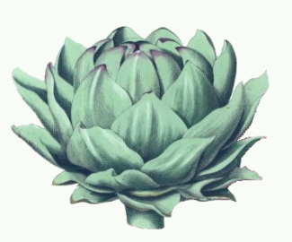 325x270 Artichoke Drawing