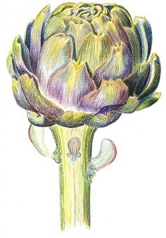 236x339 Artichoke Drawing My Style Artichokes, Drawings