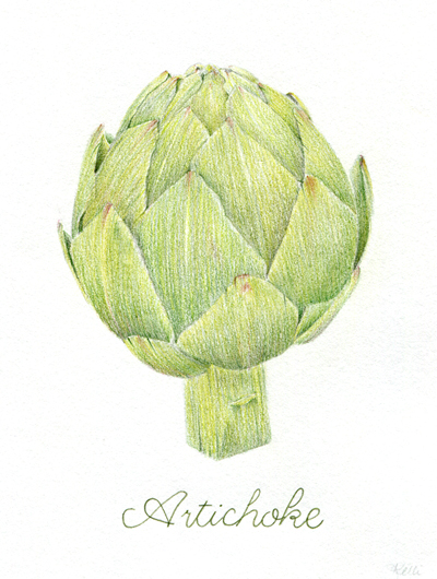 400x530 Tutorial Drawing An Artichoke In Colored Pencil