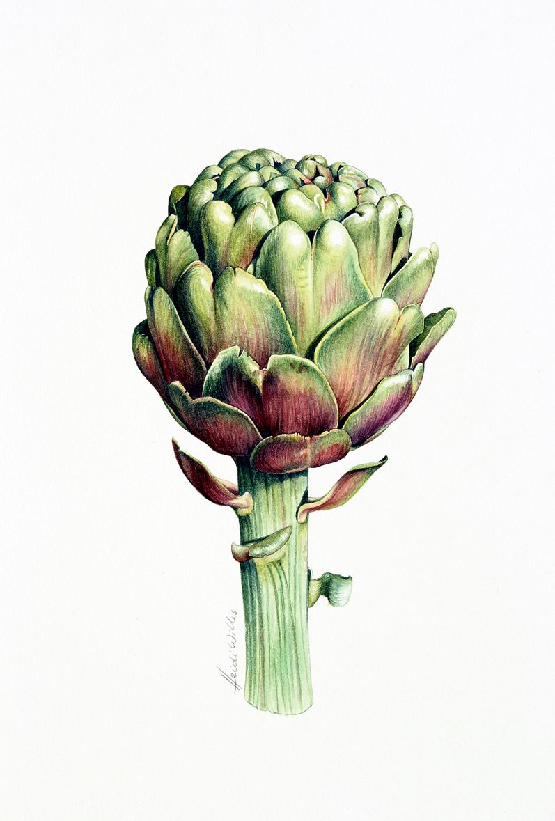797x1179 Artichoke Tattoos