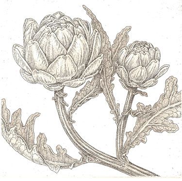 375x373 Copper Plate Etching By Bobbi Angell